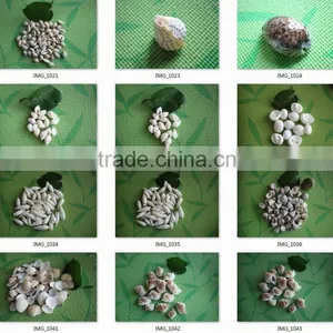 Sea Shell Conch Shell of Shell Animals thumbnail-3