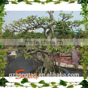 Artificial Plastic Banyan Tree 5-6ft High Fake Curved Trunk for Garden Decoration thumbnail-2