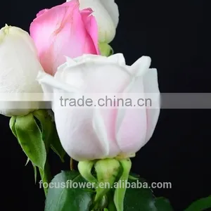 Natural Rose Flowers/Fresh Cut Flowers Rose for Wedding thumbnail-3