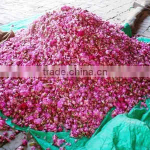 100% Pure, Rose Oil thumbnail-1