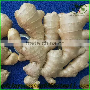 More Than 200 g Fresh Ginger/air Dried Ginger: Exports Europe and the United States thumbnail-1