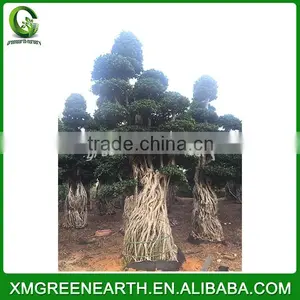 Ficus Microcarpa Big Bonsai 4m (4) thumbnail-2