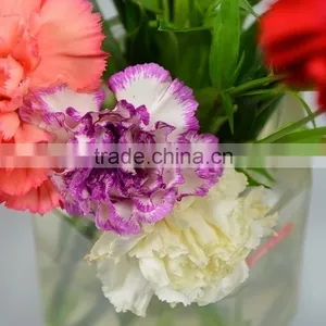 Factory Darb Single Head Carnation thumbnail-6