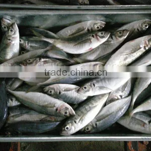 Land Frozen Small Size Horse Mackerel or Sacd thumbnail-4