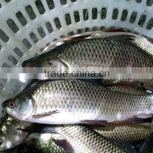 Frozen Grass Carp Fish thumbnail-1