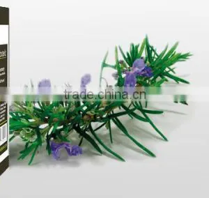 Rosemary Oil thumbnail-2