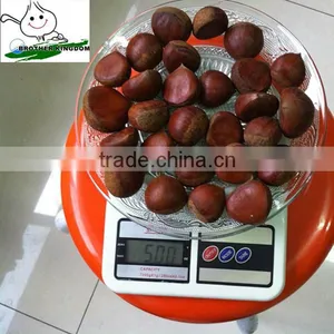 Wholesale Chestnut /Horse Chestnut/Chestnut From Fty thumbnail-6