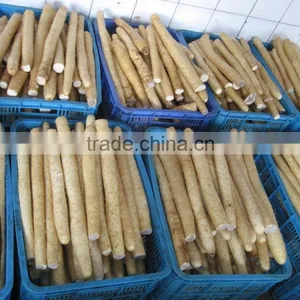 Plant Wild Yam thumbnail-2