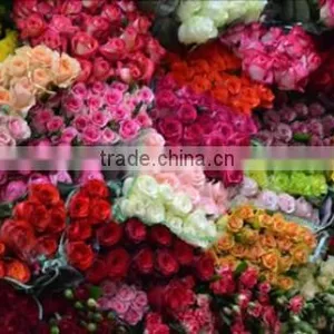 Cut Roses Exporters in India/tajmahal Roses Suppliers thumbnail-2