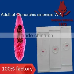 Microscope Prepared Slides Parasite Slides thumbnail-4