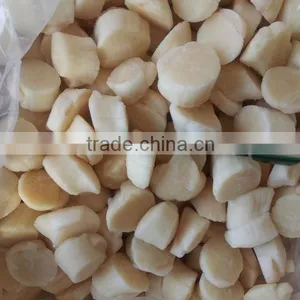 SCALLOP thumbnail-1