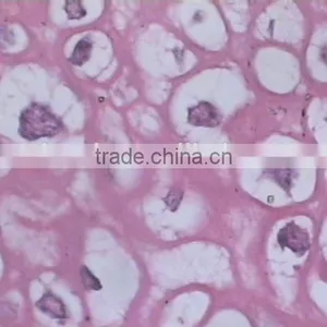 Superfine Medical Prepared Microscope Slides of Moving-point Muscle thumbnail-3