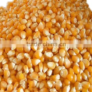 Yu mi Seed Bright Color Quality Popcorn Seed for Export thumbnail-1