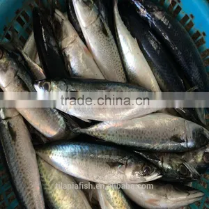 Pacific Mackerel Frozen Fish Exporter China Origin thumbnail-1