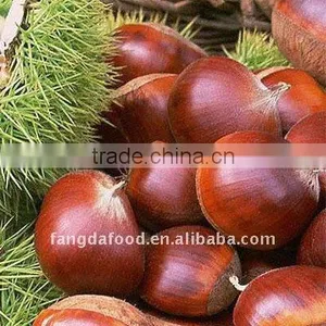 Chinese Fresh Tasty Chestnut thumbnail-1