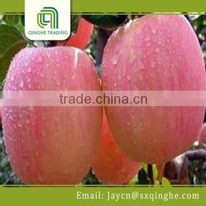 Apple Fuji, Red Delicious Apple Fruit Export thumbnail-4