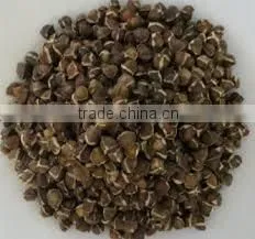 Moringa Seeds thumbnail-1