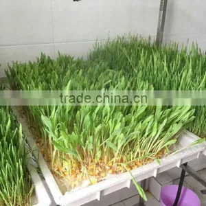 CHEAP Seed Germination Tray Cheap Green House Mini Hydroponic Greenhouse thumbnail-1