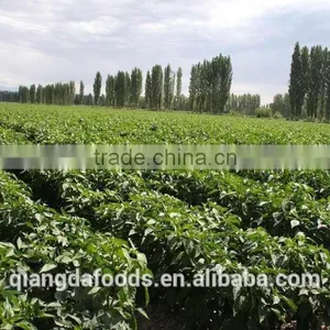 Chinese Premium Quality Water-washed Carton Package Paprika thumbnail-6