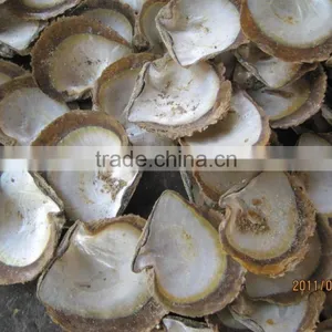 Pinctada Maxima Raw Mother of Pearl Shells thumbnail-1