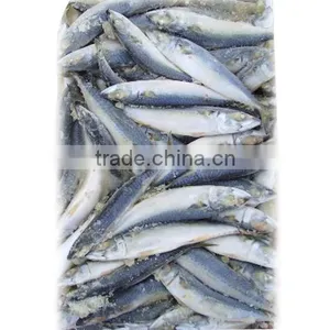 Seafrozen W/R Pacific Mackerel For Sale thumbnail-2