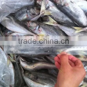 20cm+ Frozen Horse Mackerel (Trachurus Japonicus) thumbnail-1