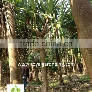 Pandanus Utilis High 4-5m Landscaping Tree thumbnail-4