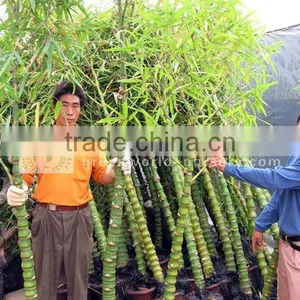 Bambusa Trees thumbnail-1