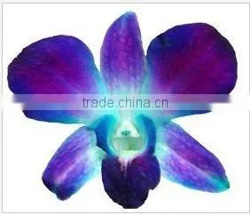 Thailand Top Quality D-014 Dendrobium Dyed Blue Orchid thumbnail-1