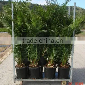 Phoenix Canariensis From 80/100 in 5 Liters Pot thumbnail-4