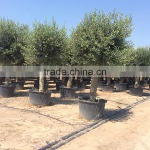 Olive Tree Young Skin Trunk - Olea Europaea "Cruz Alta" thumbnail-1