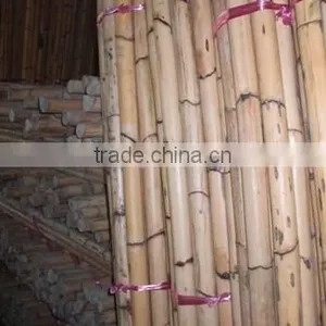 Singapore Cane thumbnail-1