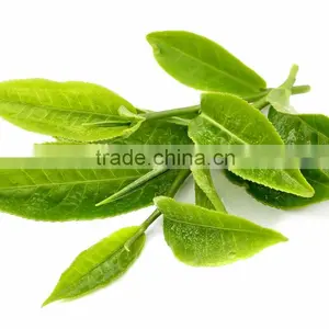 Pure Green Tea At Bulk Producers thumbnail-2
