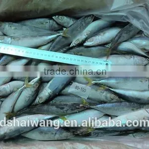 Frozen Chinese Pacific Mackerel With Size 8 - 10 / kg thumbnail-1
