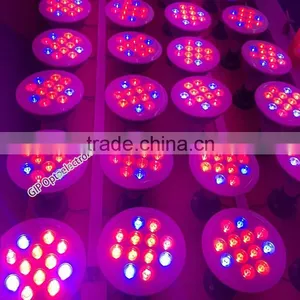 Fast Growing Plant Seeds thumbnail-1