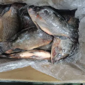 Sea Bass - Barramundi - Tilapia - Red Drum Fish - Crisp Grass Carp - Snakehead Fish - Golden Pomfret - Mackerel thumbnail-3