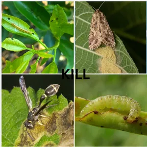 Broad Insecticide Spectrum Chlorfenapyr 98%TC Agricultural Pesticides thumbnail-2