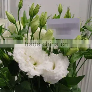 Super Quality OEM Natural Fresh Cut Flower Eustoma thumbnail-1