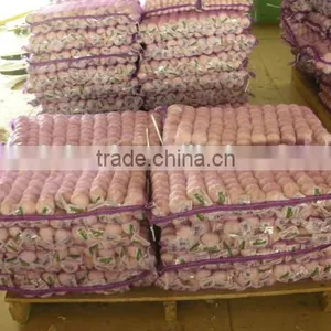 Shandong Garlic thumbnail-5