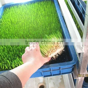 Hydropoics Fodder/ Seedling Planting Machine/oat Sprout Machine/germinated Wheat Sprout Machine thumbnail-5