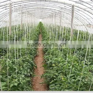 Baler Twine for Greenhouse Tomato thumbnail-2