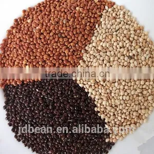 High Quality White Broomcorn Millet (glutinous Broom Corn/proso Millet) thumbnail-2