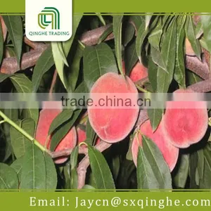 Fruit Peach Fresh Food Importer thumbnail-2