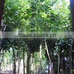 Pongsmia Pinnata(L.)Pierre thumbnail-2