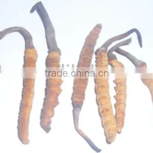 Cordyceps Sinensis/100% Pure Natural Herbal Cordyceps Sinensis thumbnail-1