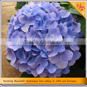 Kunming Beautiful Hydrangea Hot Selling in USA and Europea thumbnail-1