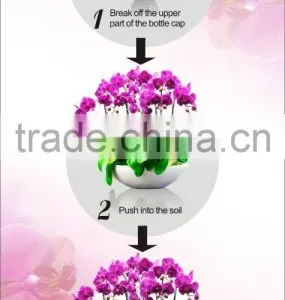 Drip Feed Flowering thumbnail-2
