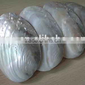 Wholesale Chinese Polished Raw River Shell thumbnail-1