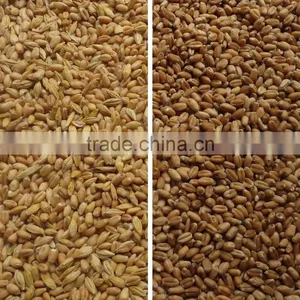 China Manufactory High Production Wheat/rice Color Sorter Machine thumbnail-2