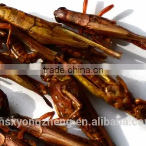 Microwave Dried Locusts High Quality Bird& Fish Food thumbnail-3